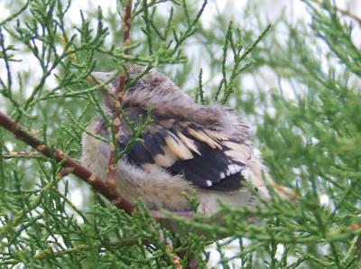 Прикрепленное изображение: b5.jpg